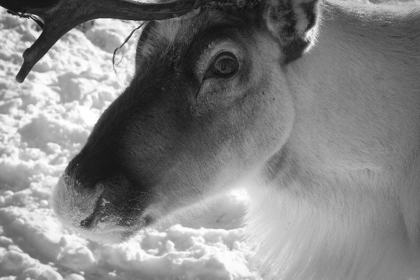 Reindeer in the Arctic