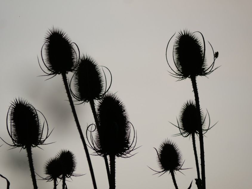 Seed Heads