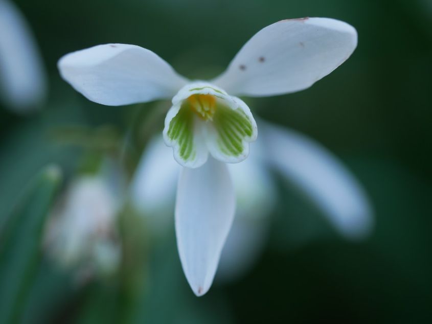 Snowdrop