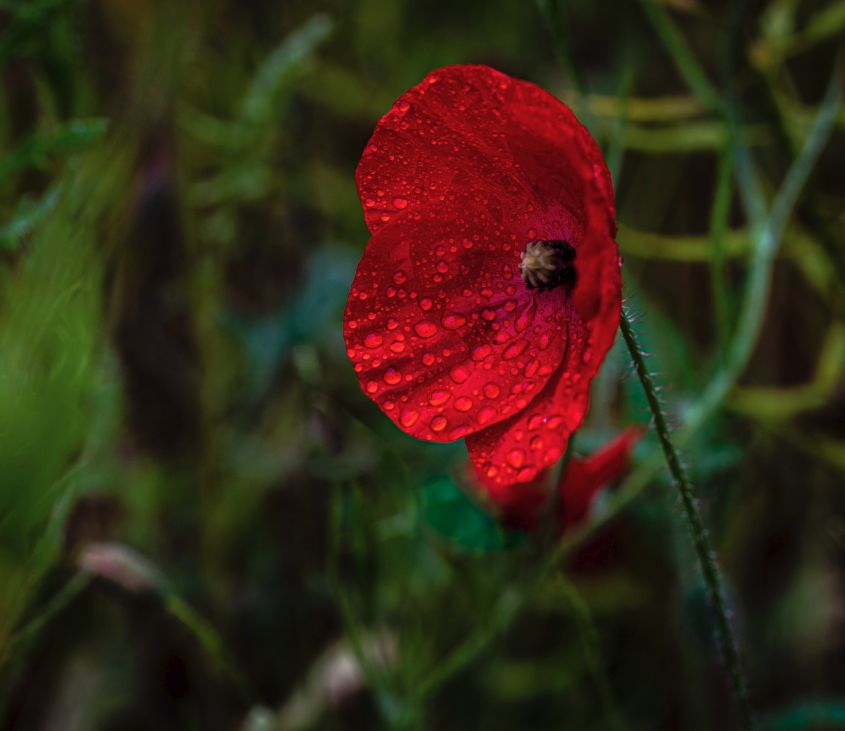 Splash of Red 2