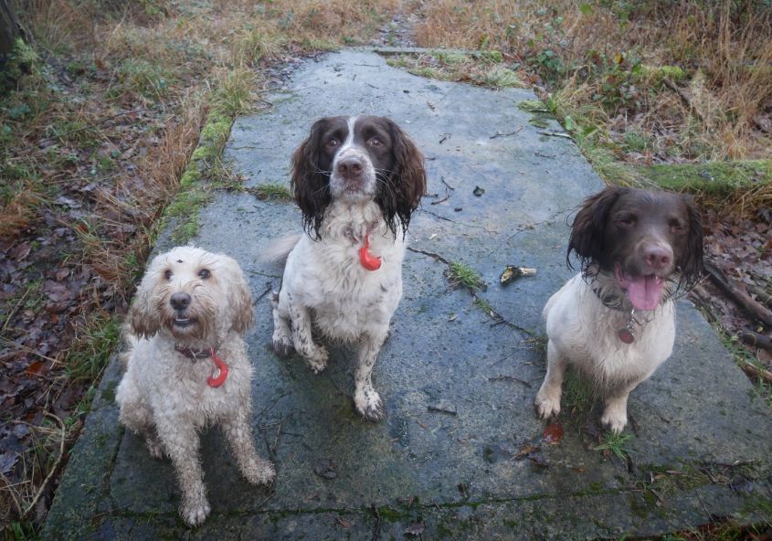 The Three Amigos