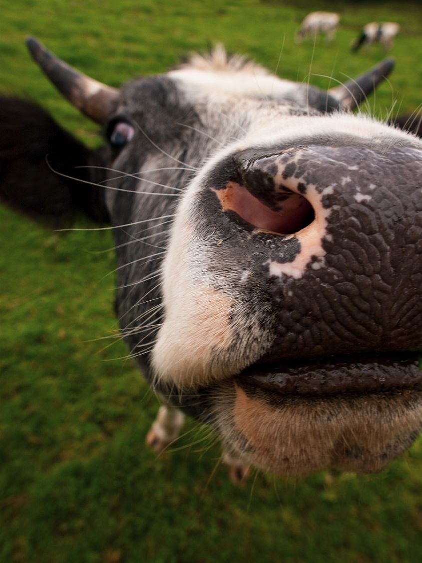 Three Cows