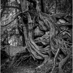 Twisted by Iain McCallum