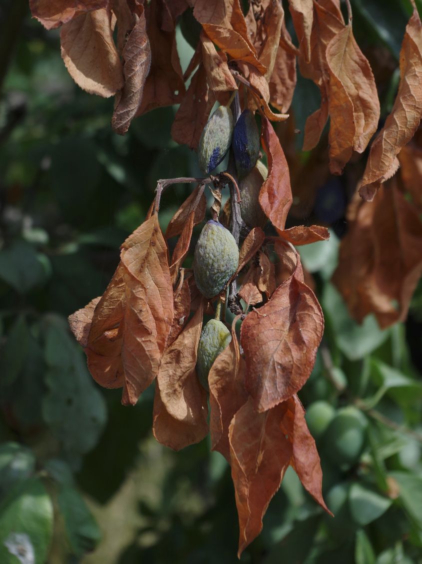 Victoria Plums