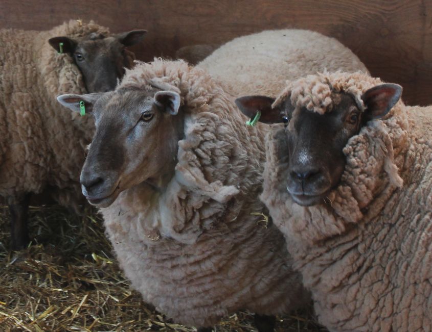Waiting to be Sheared
