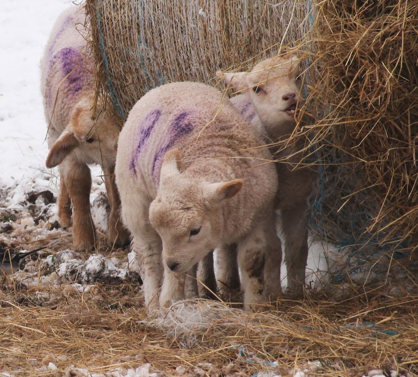 Winter Feed