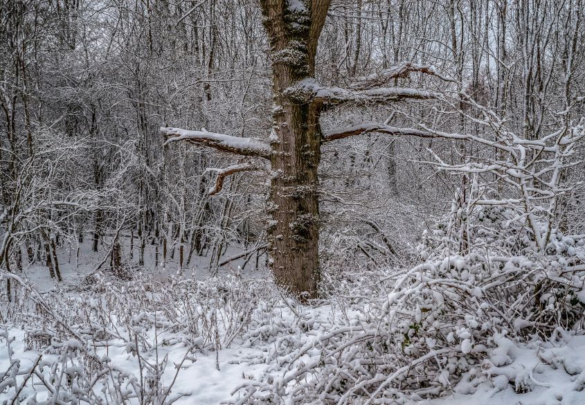 Winter Wonderland
