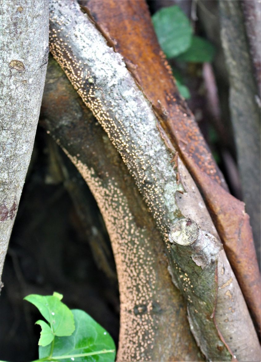 sticks in the wood pile