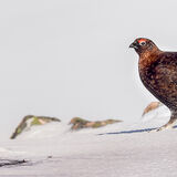 Male Red Grouse