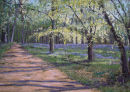 Shady bluebells, Godolphin house.