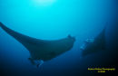 Manta Rays
