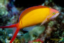 Flame Anthias