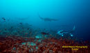 Schooling Mantas
