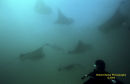 Feeding Frenzy