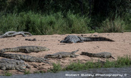 A bask of Crocodiles