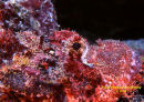 Bearded Scorpionfish