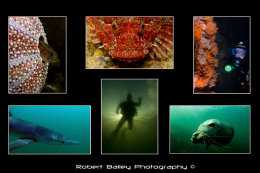 BSOUP Best of British 2007