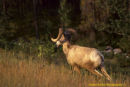 Big Horn Sheep
