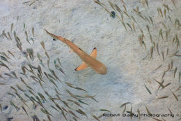 Black Tip Reef Shark