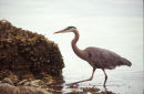 Blue Heron