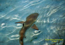 Black Tip Reef Shark