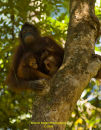 Borneo