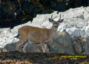 Costal Black Tail Deer