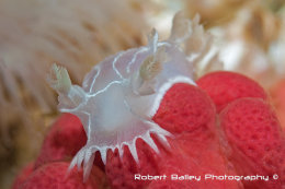 Diamond Back Nudibranch (Tritonia festiva)