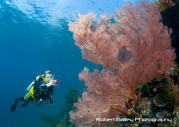 Diver on Japanese Wreck in Lipah Bay