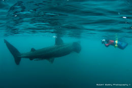 Photographer and basking shark