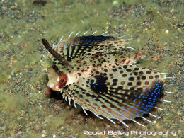 Flying Gurnard (<em>Dactyloptena orientalis</em>)