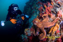 Giant Pacific Octopus on Browning Wall