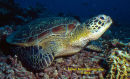Hawksbill Turtle