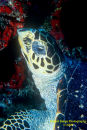 Hawksbill Turtle