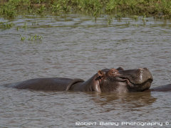 Hippo Relaxing