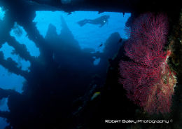 Diver on Liberty Wreck