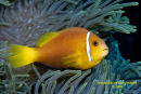 Maldives Anenome Fish