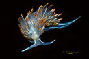 Opalescent Nudibranch