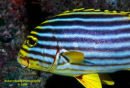 Oriental Sweetlips