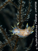Polycera Quadrilineata