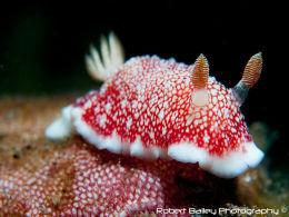 Chromodoris reticulata
