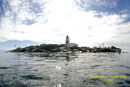 Steller Sea Lions on Race Rocks