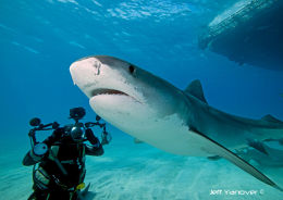 Tiger Shark (<em>Galeocerdo cuvier</em>)