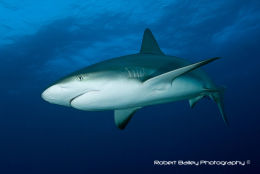 Grey Reef Shark (<em> Carcharchinus amblyrhynchas</em>