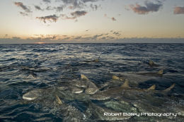Lemon sharks (<em> Negaprion brevirostris </em>)
