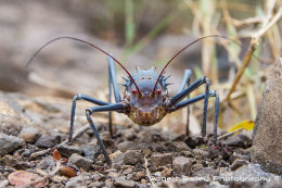Armoured Ground Cricket