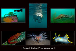 BSOUP Best of British 2008