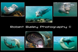 BSOUP Winning Theme Portfolio 2014