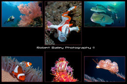 Winning Open Portfolio BUPG 2011