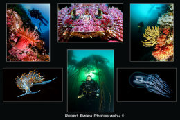 Winning Portfolio - Open Category BUPG 2009